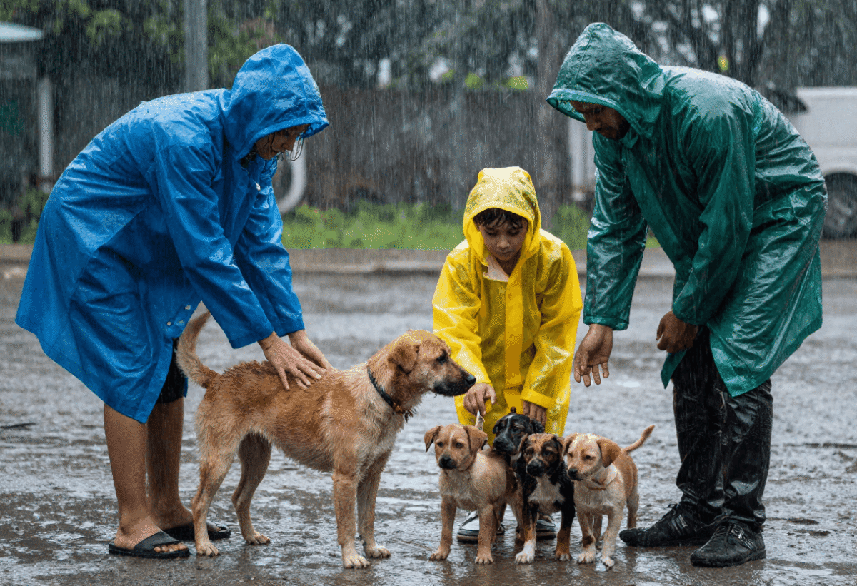Helping Stray Dogs