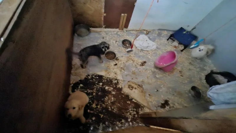 animal hoarding photo