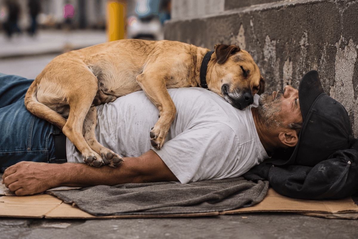 Dog Rescue and Rehabilitation