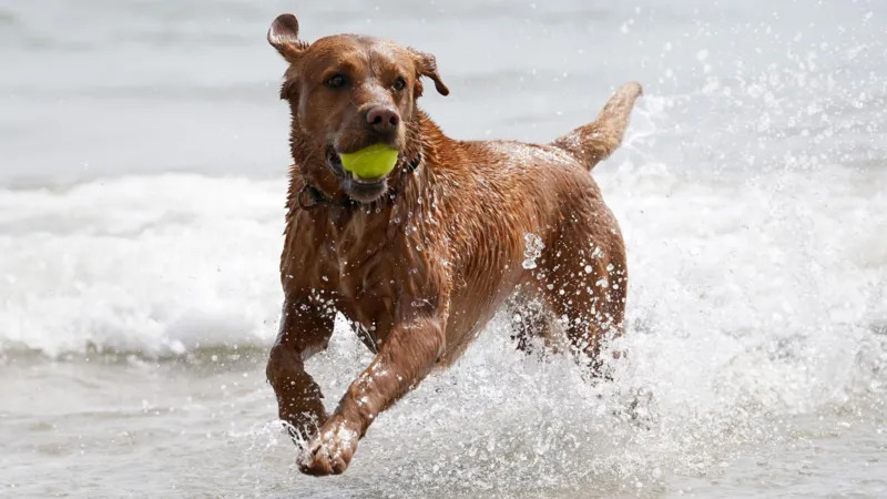 Dog Beach