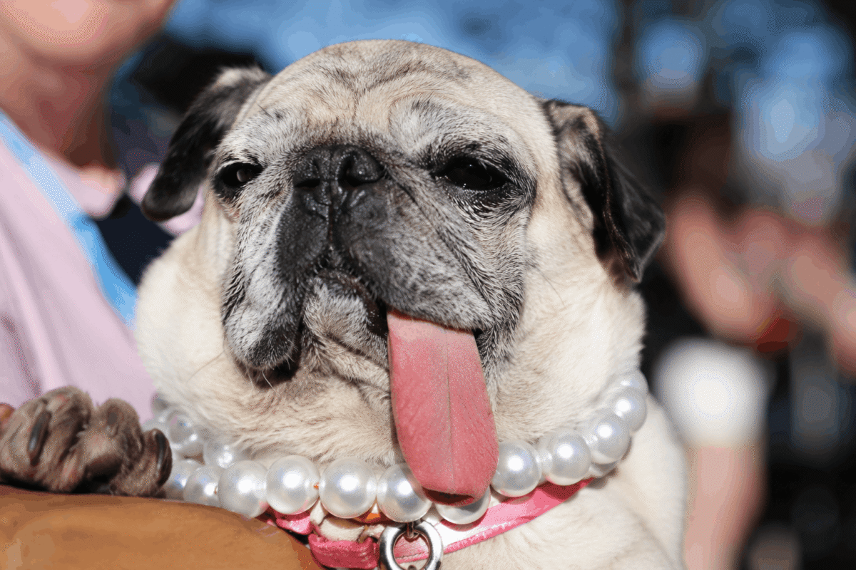 World's Ugliest Dog