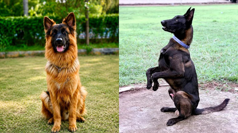 Retired Police Dog