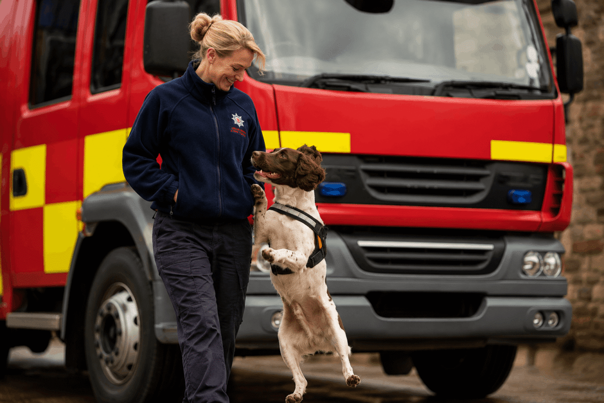 Rescue Dog Davey