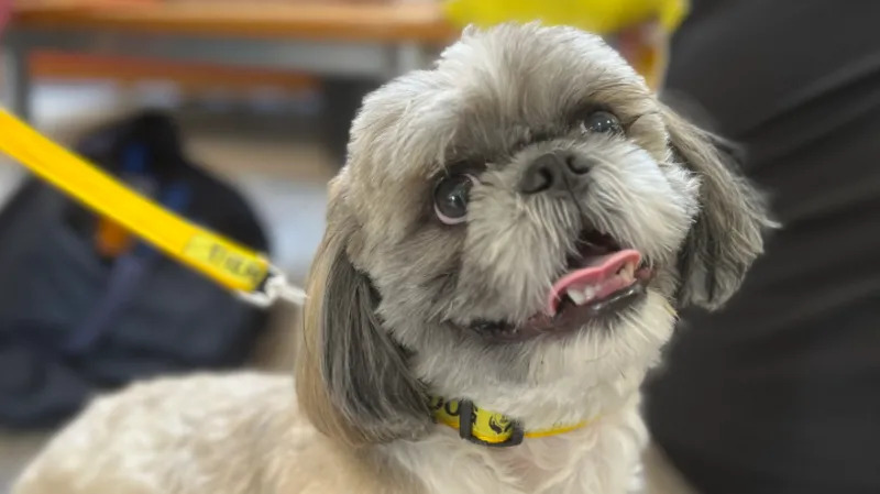 dog therapy