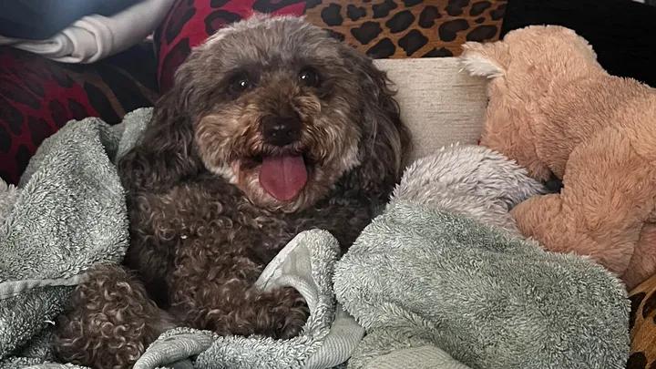 Paralysed Dog