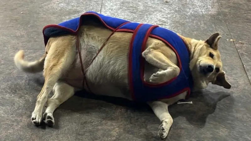 Fattest Dog