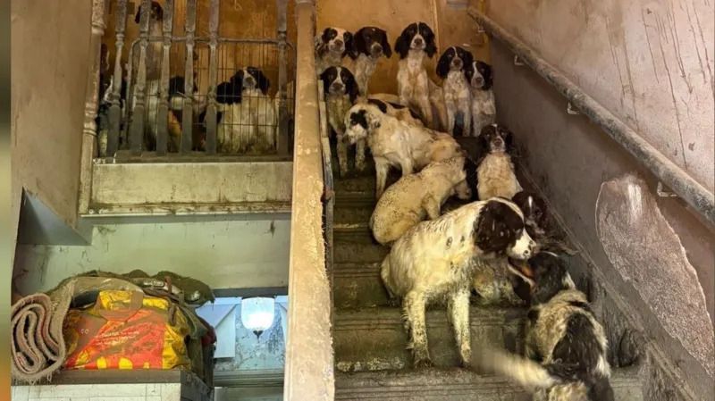 Dogs Rescued