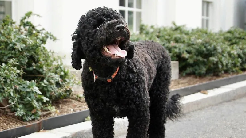 Sunny Dog