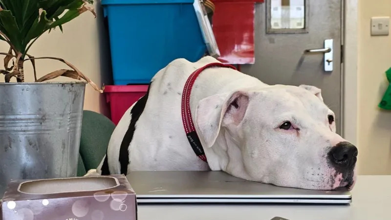 Deaf Dog