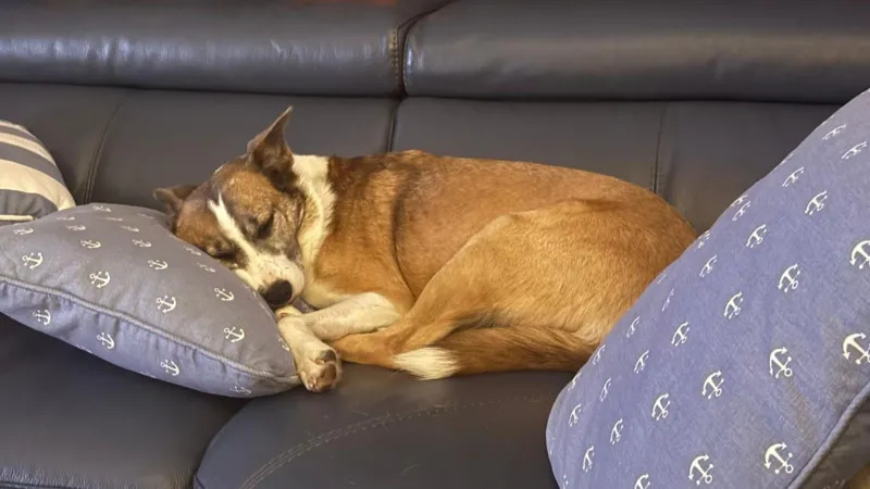 Loneliest Dog
