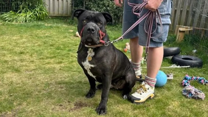 Bully Insurance