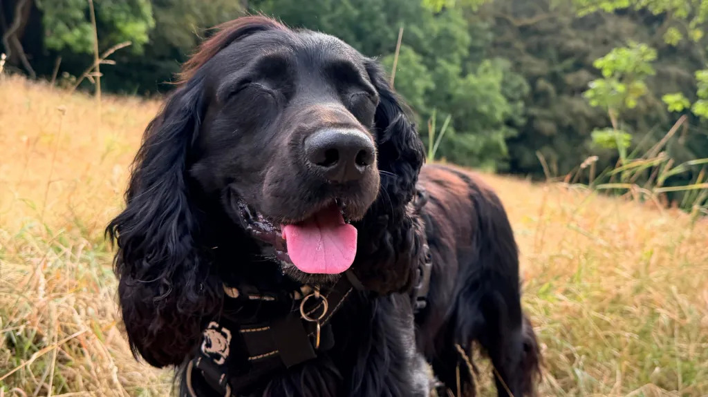 Blind Dog