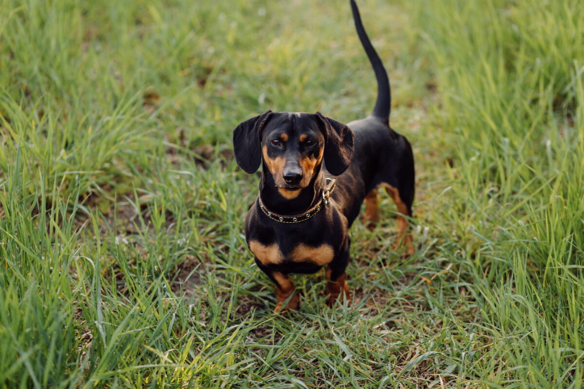 Dachshund Rescue