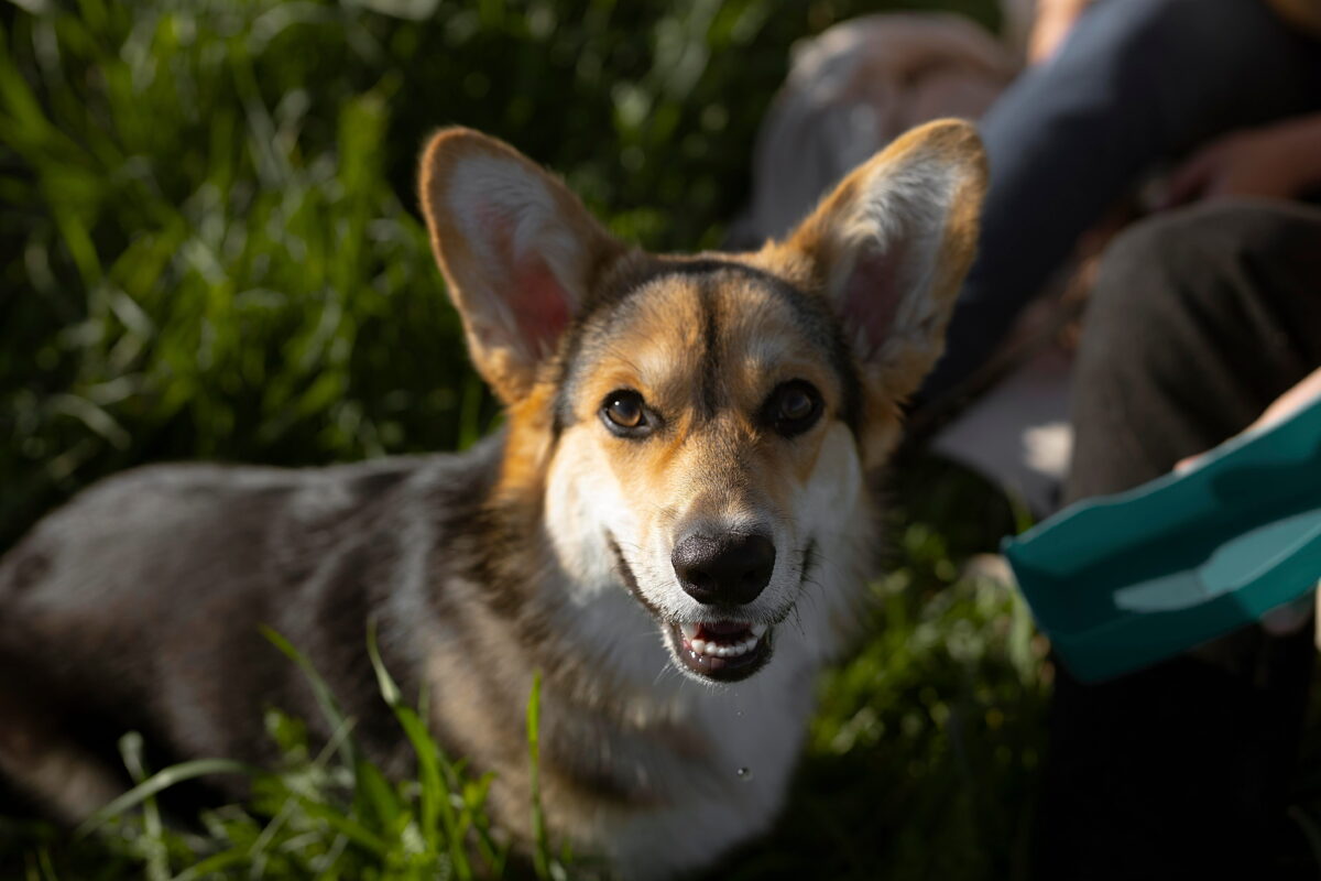 Rescued Dog