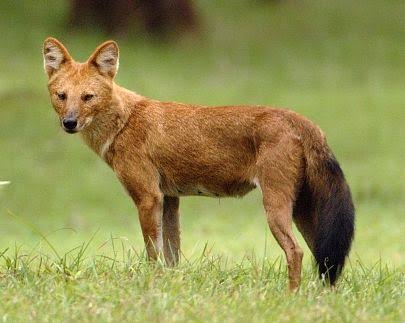 Dhole Conservation